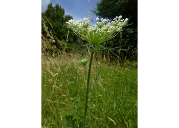 Wilde-Möhre (Daucus carota) - © Philipp Sengl
